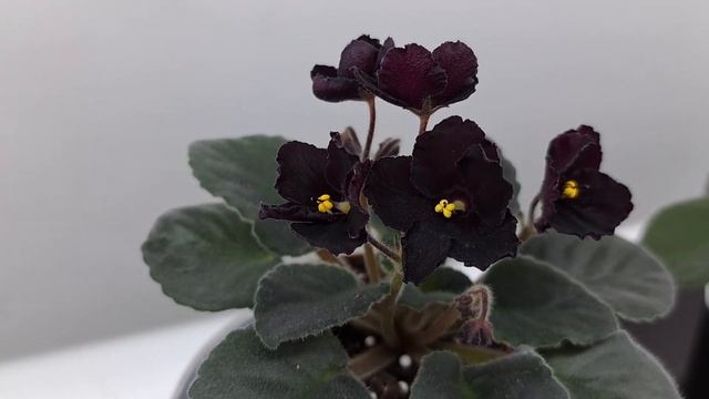 Очень красивые мини-фиалки смотреть онлайн