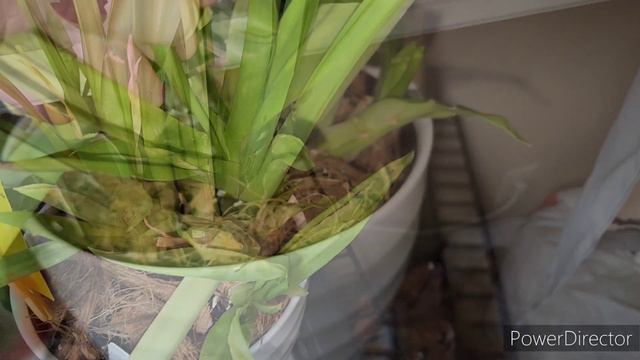 Miltoniopsis update