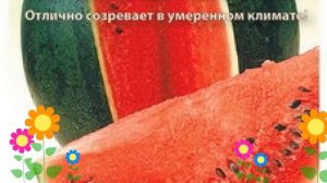 Арбуз (Ультраранний). Краткий обзор: Арбуз описание характеристик, где купить семена