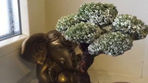 Живое дерево бонсай из исландского мха (цетрария)