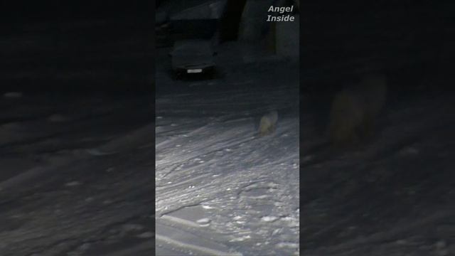 Воркута / "Полярный песец в городе" / 2023 / Shorts смотреть онлайн