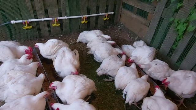 Бройлеры.Сколько комбикорма надо на 1 бройлера, затраты на 1кг мяса. Выгодно или нет!!!