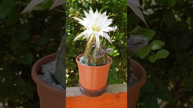 Echinopsis Subdenudata Cactus in Single Bloom