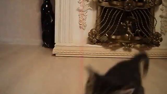 редкая порода кошек соукок смотреть онлайн