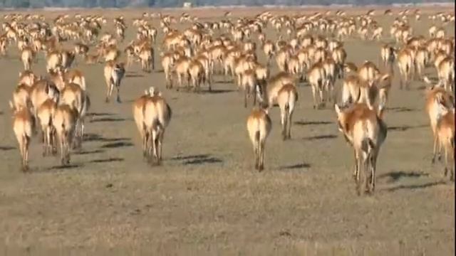 Bangweulu Wetlands, Zambia смотреть онлайн