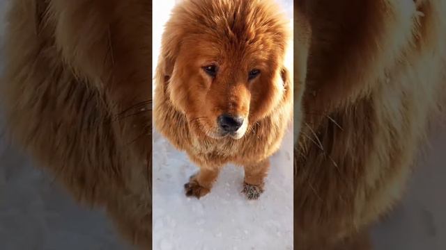 #стбаки#винни смотреть онлайн