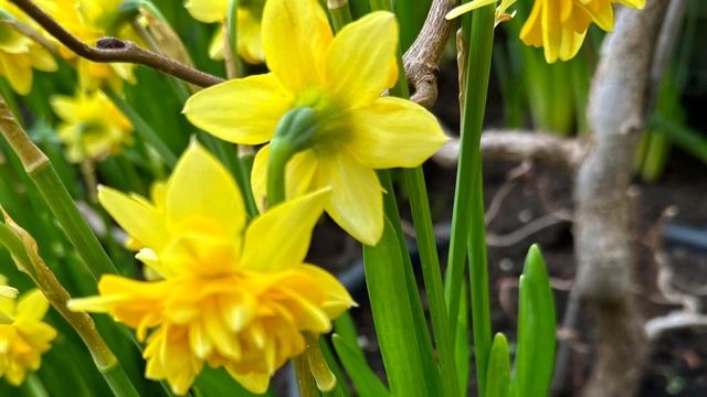 Frankfurt Palmengarten Spring Flower Show, 9-26.02.2023 смотреть онлайн