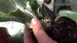 РАЗМНОЖЕНИЕ ЭХМЕИ В ДОМАШНИХ УСЛОВИЯХ | 1 способ