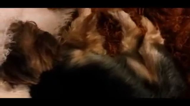 Йорк храпит смотреть онлайн