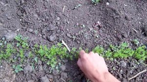 Секреты выращивания крупной здоровой моркови / Важные советы по уходу за морковью