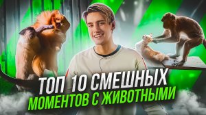 ТОП 10 СМЕШНЫХ МОМЕНТОВ С ЖИВОТНЫМИ, СНЯТЫХ НА КАМЕРУ!