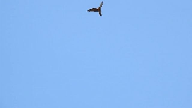 Кружит перепелятник смотреть онлайн