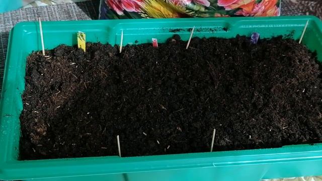 Посев семян астры на рассаду. Первые всходы . смотреть онлайн