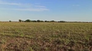 поиск курцхаара.