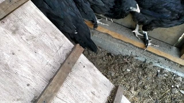 МАРАНЫ ГЕРМАНСКОЙ ЛИНИИ, СТРОЙКА НА СЕЛЬСКОМ ДВОРИКЕ смотреть онлайн