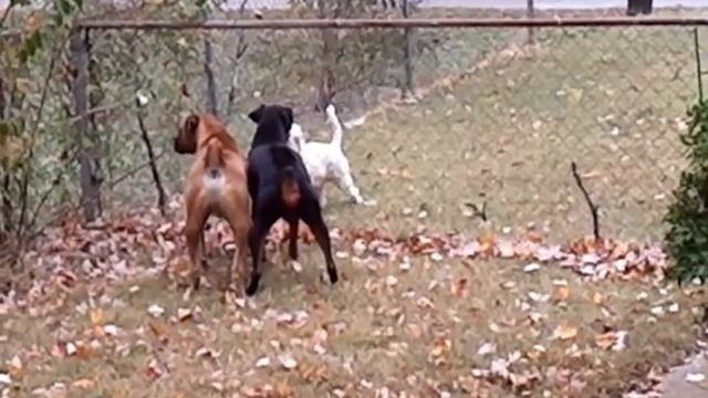 German Boxer and Doberman being neighborly. смотреть онлайн