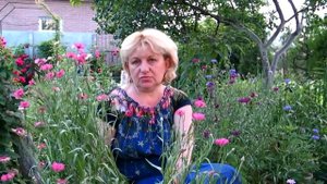ВАСИЛЬКИ В САДУ И ДЛЯ ЗДОРОВЬЯ!!! ВЫРАЩИВАНИЕ, ЛЕЧЕБНЫЕ СВОЙСТВА/ Cornflowers