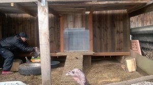 Как обрезать крылья индюшатам.