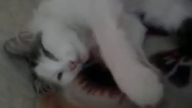 Кошка кайфует смотреть онлайн