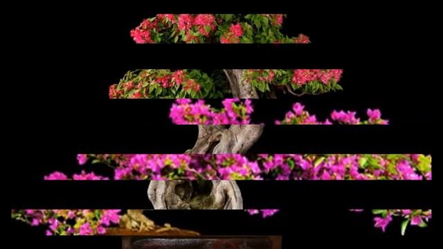 Bougainvillea glabra Bonsai - Flowering Bonsai Tree смотреть онлайн
