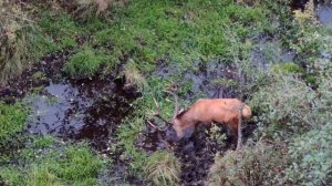 Very promising red deer. drone Autel EVO Max 4T