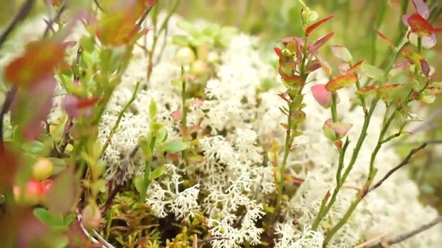 Собираем чернику в бесподобно прекрасном лесу вокруг Ладоги смотреть онлайн