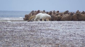 Медведи против моржей, моржи против людей