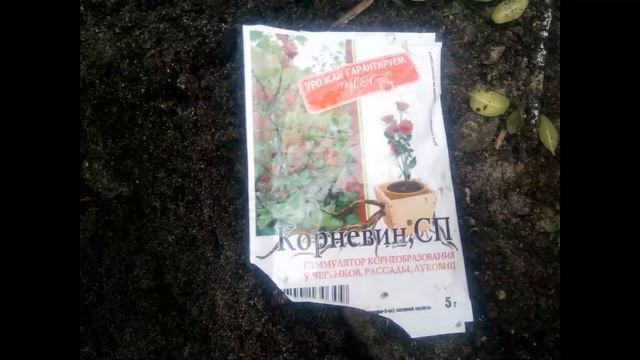 РАЗМНОЖЕНИЕ ТУИ ЧЕРЕНКАМИ. Детальный обзор. Размножение хвойных.
