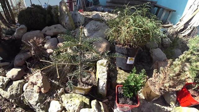 Выносим перезимовавшие в погребе хвойные растения. смотреть онлайн