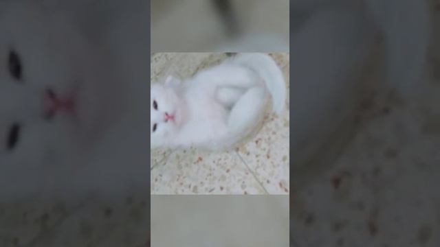 Cute pictures of kitten BUBLIK