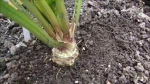 Что делаю для  получения крупного корневого сельдерея!