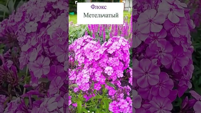 Флокс метельчатый в цветнике.?