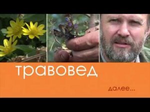 Травовед. Аир. Рассказывает Моряков Сергей Викторович