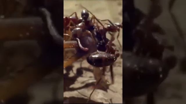 Скорпион ? забрел не в ту компанию и поплатился. Битва Скорпиона с муравьями смотреть онлайн