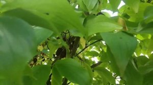 #кизил  созрел - сбор урожая!