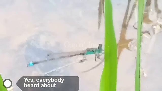 Subscriber Special 1.8K | Butterfly's White Meconium | Welcoming Chocolate | Damselfly vs Dragonfly смотреть онлайн