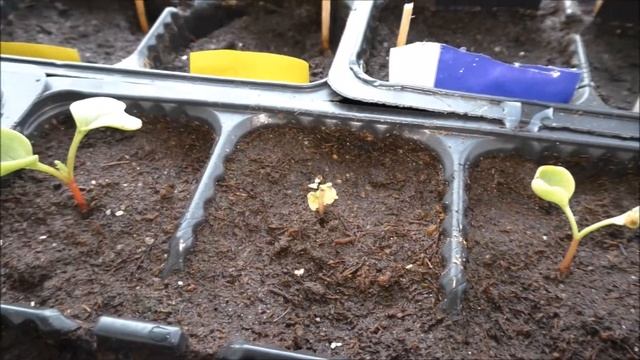 Выращивание зелени зимой на балконе - редис,укроп, петрушка, салат, шпинат, лук смотреть онлайн