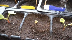 Выращивание зелени зимой на балконе - редис,укроп, петрушка, салат, шпинат, лук