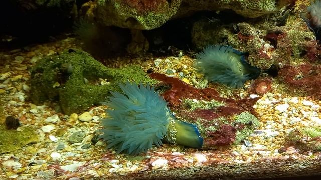 Черноморские гости смотреть онлайн