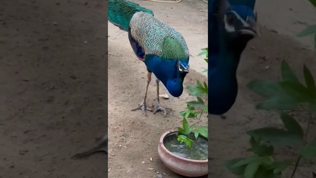 Peacocks these are the birds known as peafowl, members of the pheasant family.🦚