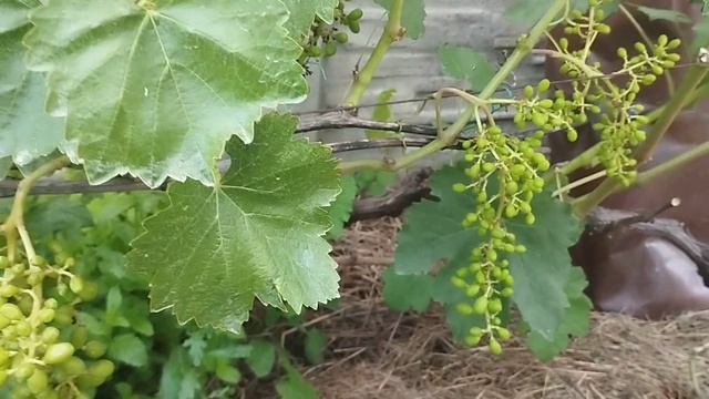 Закладка урожая на винограде Заря несветая ,Юбилей Новочеркасска,Алвика,Лора,Юпитер. смотреть онлайн