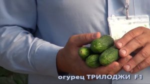 Огурцы "Трилоджи"