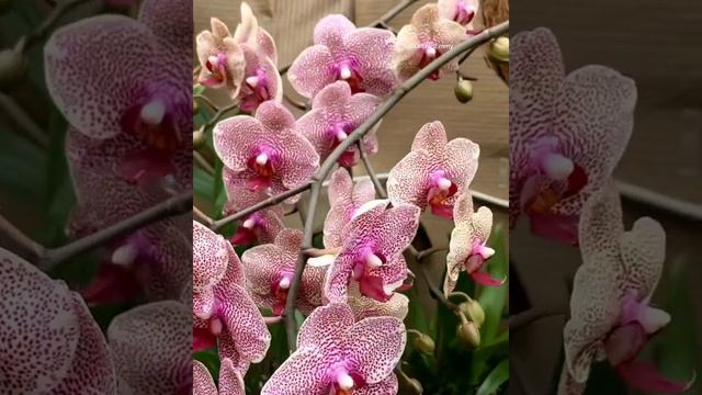 Phalaenopsis I-Hsin Sesame..