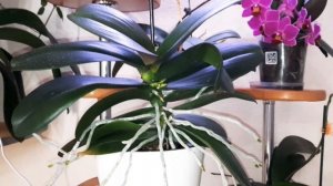 Орхидея Каода Твинкл. Особенности ухода/Полка для орхидей/ Осмокот/ Профилактика вредителей.