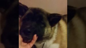 Груминг Американская Акита.