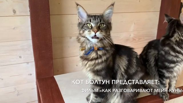 Черный мраморный (n22) парень Мейн-кун, невероятный болтун в продаже из питомника Dreamland Narnia. смотреть онлайн