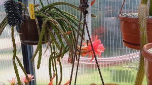 Эхиноцереус в фаворитах...Ребуция.Астрофитумы,маммилярии.