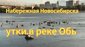 Вечер на реке Обь. Много Уток. Новосибирск Михайловская набережная..