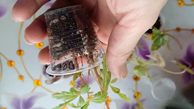 🌸Две посылки с новинками📦 Бегонии Кейн и георгины вегетативные🌿
