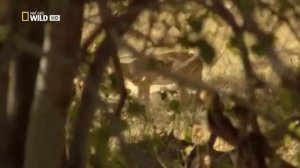 Животные мира Хищники Африки Леопард Охота Желанное место Конфликт Драма Трагедия Самые скрытные